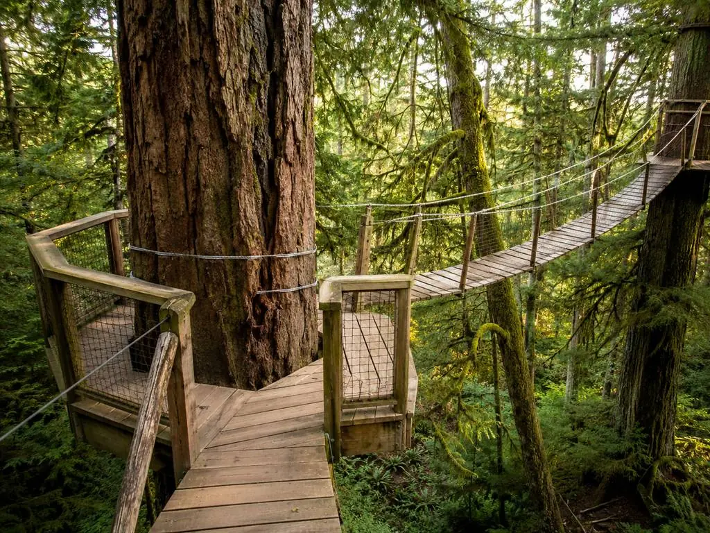 Treetops Adventure, sept passerelles suspendues entre des sapins de Douglas